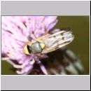 Urophora stylata - Bohrfliege w01 5mm.jpg